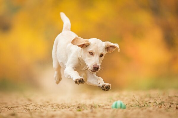 Perro en salto de pelota y salto