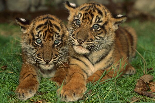 Pequeños tigres se sientan en un abrazo