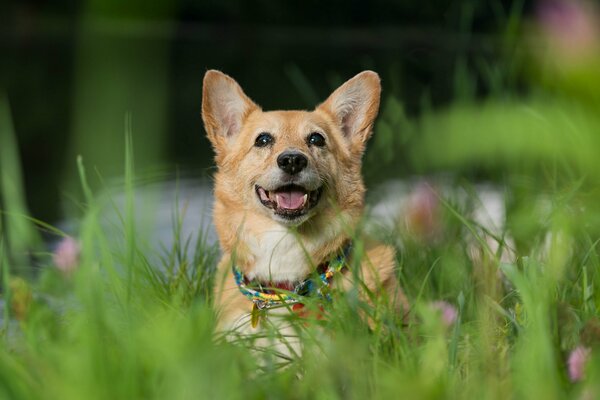 Welsh Corgi couché dans l herbe verte