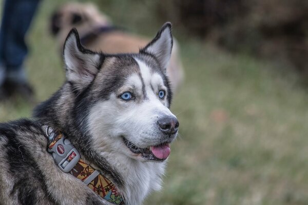 Słodki husky z figlarnym spojrzeniem w kołnierzu