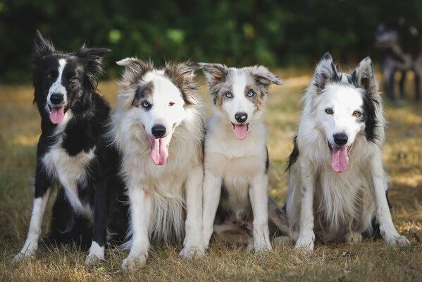 Four beautiful dogs of the same breed