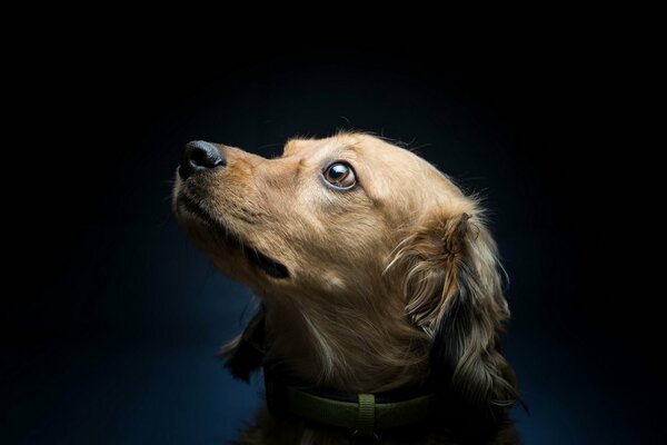 Dog s muzzle on a black background