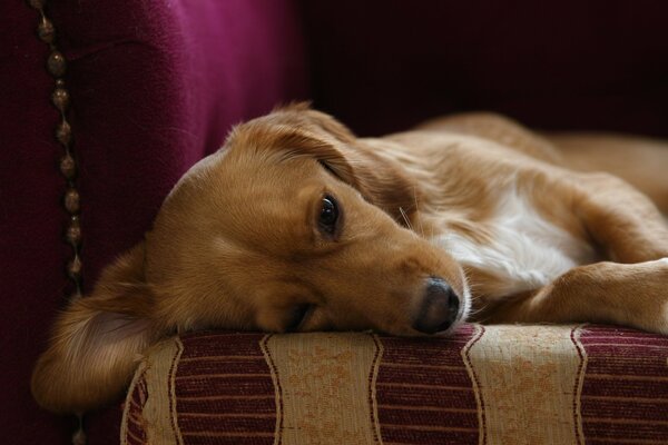 The dog is lying on the ottoman and resting