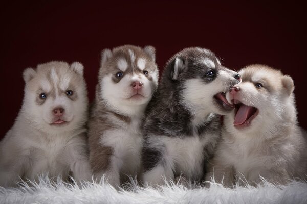 Divertente quartetto di cuccioli husky