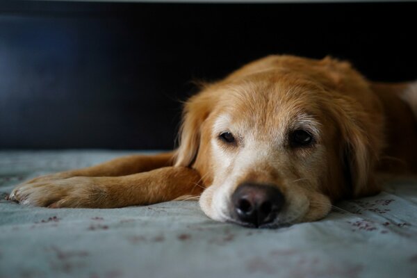 Il cane rosso attende fedelmente il proprietario