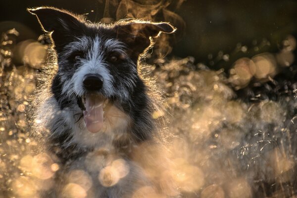 Cool photo of a dog in the field. Photo processing