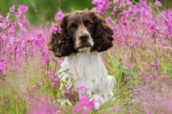 Manche Hunde lieben Blumen