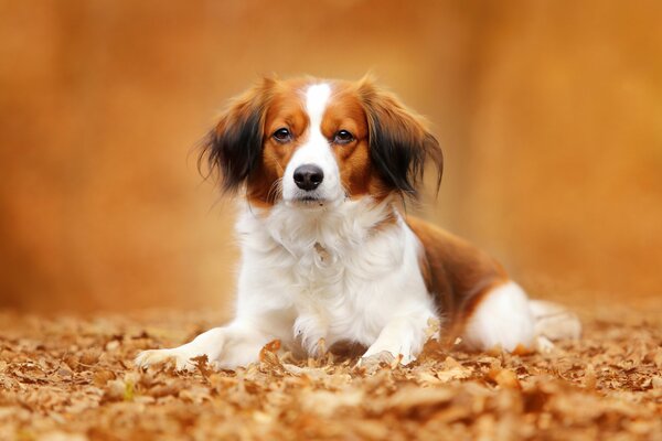 Portrait of a dog in an autumn landscape