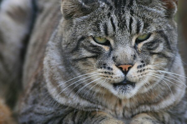 Un gato salvaje grande y serio