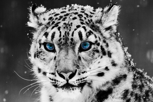 Snow leopard with blue eyes