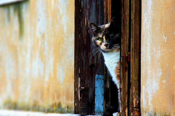 The cat looks from the open door