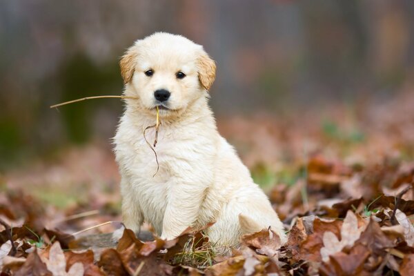 A white puppy among autumn leaves holds a straw in his mouth