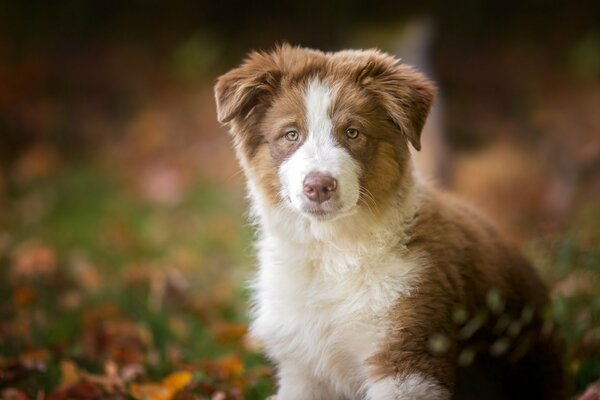 Cute little dog of white-red color