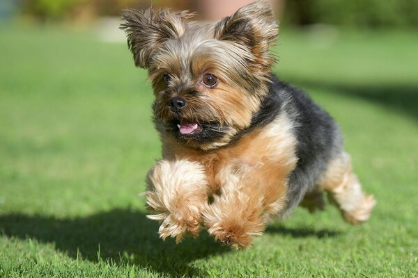 Yorkshire Terrier läuft auf dem Rasen