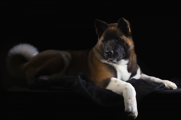 A handsome American Akita breed lies on a dark background