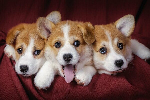 Three little puppies are lying on a red cloth