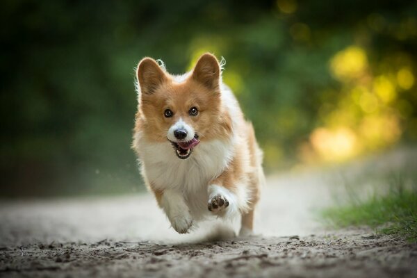 Weosh-Corgi radośnie biegnie ścieżką