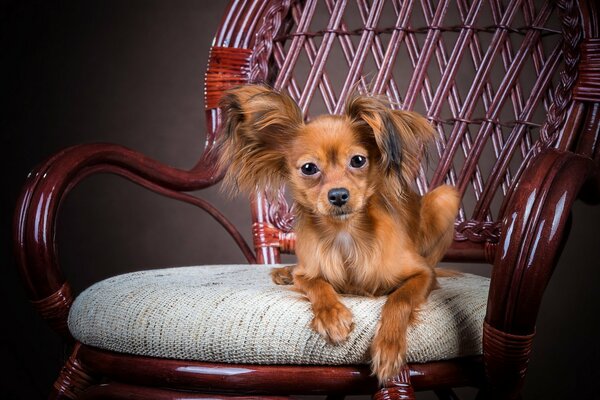 Petit chien sur une chaise en bois