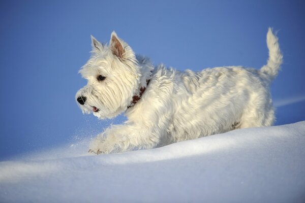 Kleiner Hund, der im Winter im Schnee spazieren geht