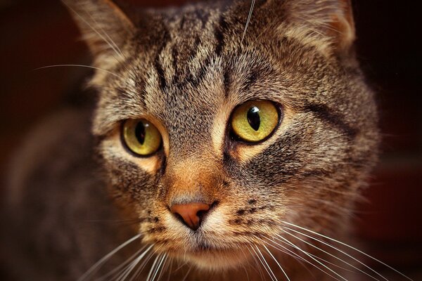 Le regard fatigué et sage d un chat