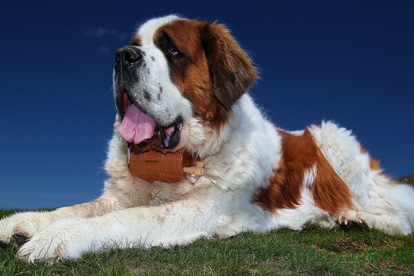 A powerful St. Bernard in a lying position on the lawn