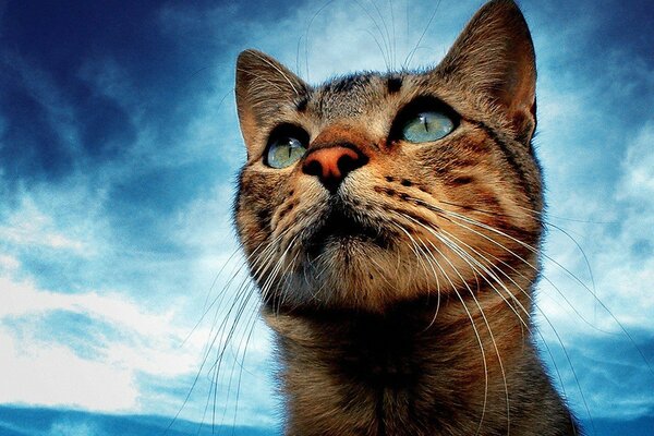 A cat with beautiful eyes against the sky