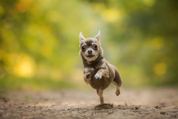 Chihuahua biegnie po piasku prosto do kamery