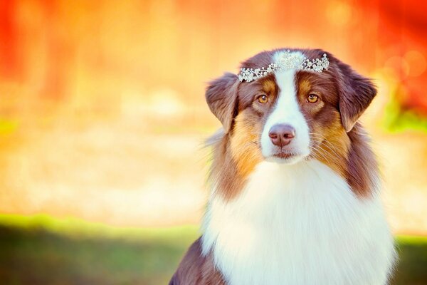 Beau chien sur fond flou