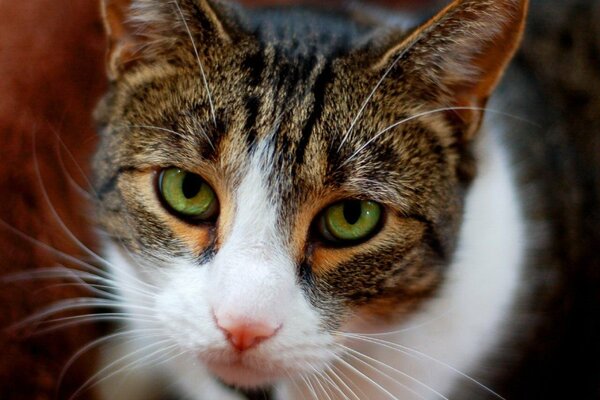Hocico de gato con manchas blancas y ojos verdes