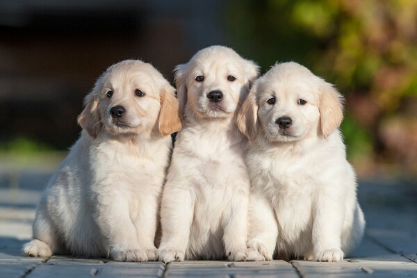 Three little fluffy puppies