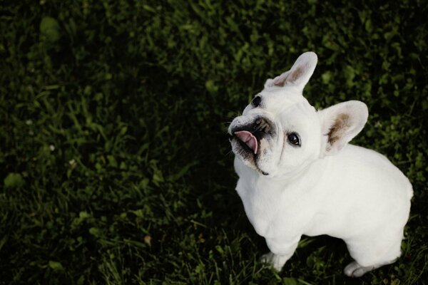 Eine französische Bulldogge sitzt auf dem Rasen