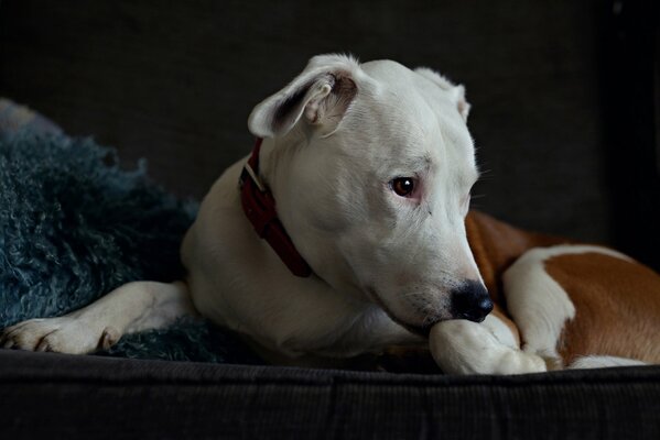 Tapete Hund Freund nachdenklicher Blick