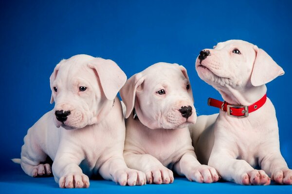 Trois chiots mignons sur fond bleu