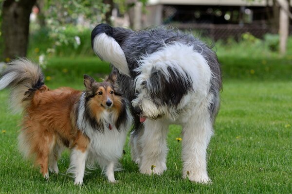 Deux chiens amis sur l herbe