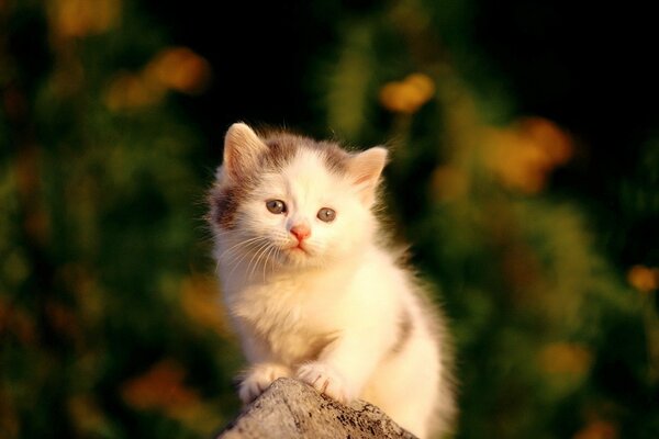 Kleines weißes Kätzchen sitzt auf einem Stein