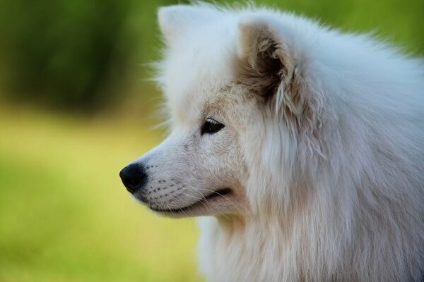 Dorosły Samoyed ładny pysk