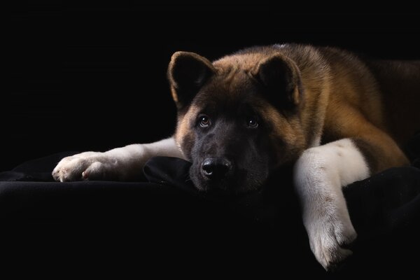 Akita estadounidense con ojos tristes sobre un fondo oscuro