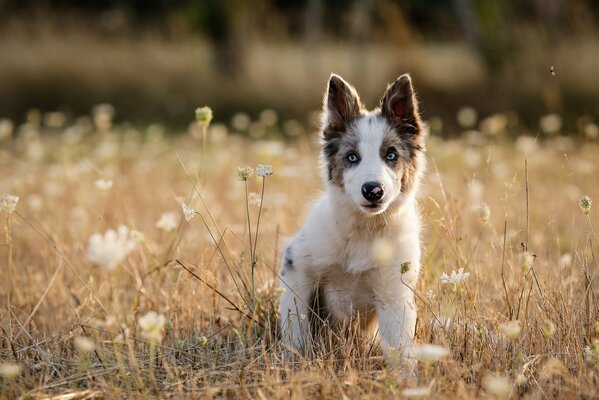 A puppy walks in the meadow in the summer