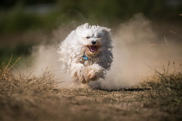 Perro peludo corre y dispersa el polvo