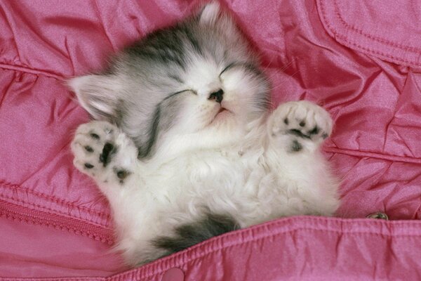 Chaton mignon dort les pattes vers le haut