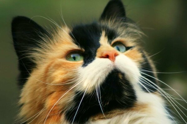 Gato tricolor (rojo, blanco, negro)