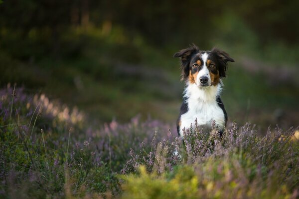 Chien noir et blanc dans l herbe