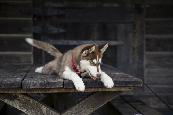 Perro Husky en una casa de madera