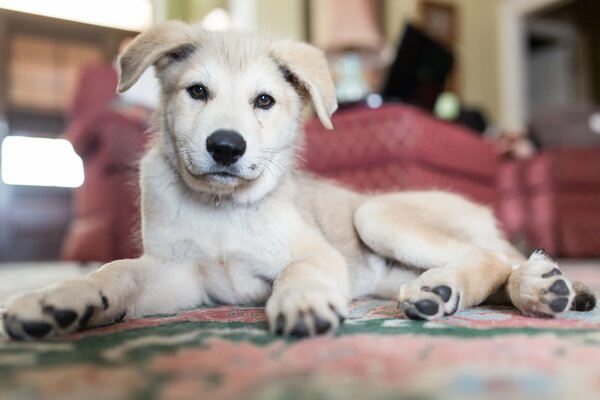 The dog lies and looks straight into the camera