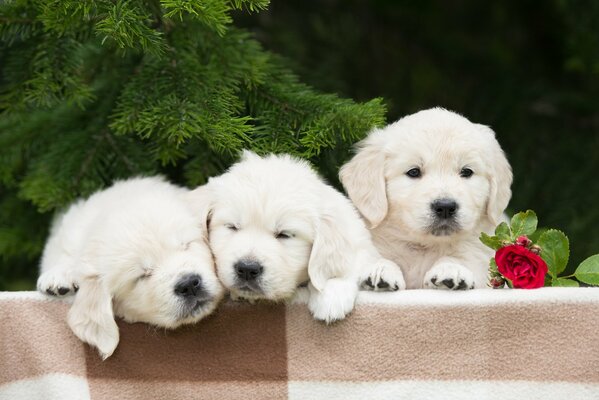 Trio of puppies with a rose on the background of fir branches