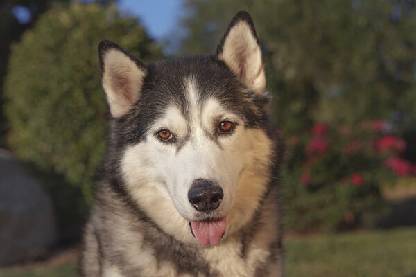 Husky with tongue out