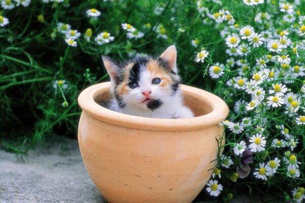 Pequeño gatito de tres colores sentado en una maceta