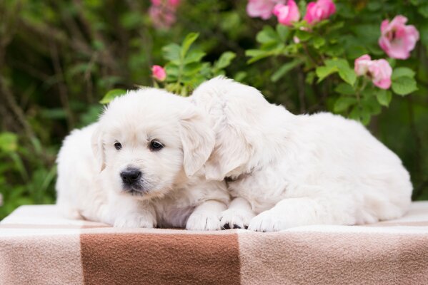 Cuccioli su una coperta seduti