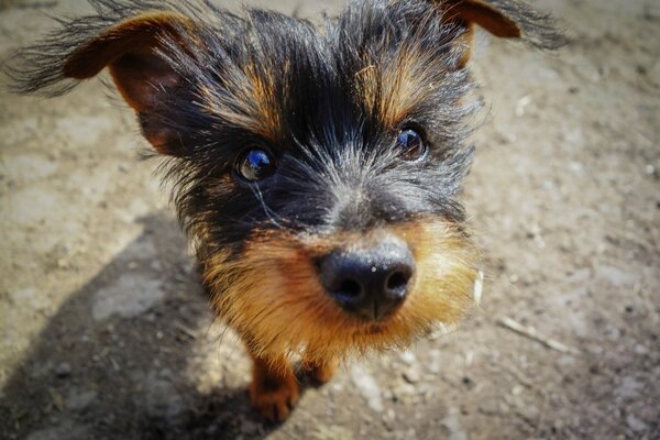 The muzzle of a small Yorkshire terrier up close