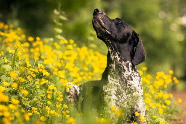 Le chien est un délice. Une promenade envoûtante